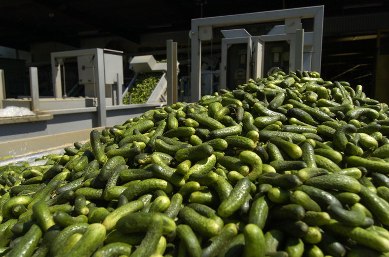 Specht Specht Gurken